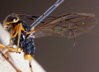 Trichomma_albicoxum_LECTOTYPE