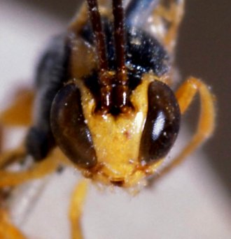 Trichomma_albicoxum_LECTOTYPE