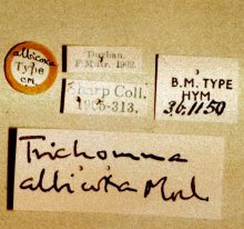 Trichomma_albicoxum_LECTOTYPE