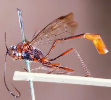 Vernamalon_spilopterum_LECTOTYPE
