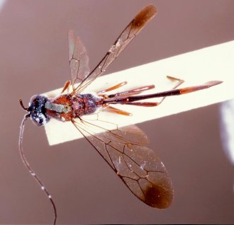 ../../images/U-V/Vernamalon_spilopterum_LECTOTYPE