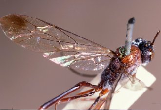 ../../images/U-V/Vernamalon_spilopterum_LECTOTYPE