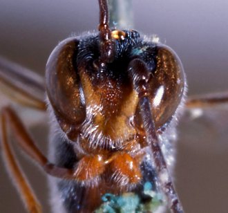 ../../images/U-V/Vernamalon_spilopterum_LECTOTYPE