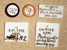 ../../images/U-V/Vernamalon_spilopterum_LECTOTYPE