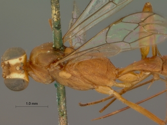 Ateleute_rectinervis_HOLOTYPE