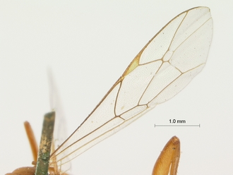 Ateleute_rectinervis_HOLOTYPE