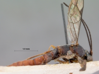 Apophua_hispida_HOLOPTYPE