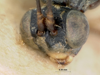 Apophua_hispida_holotype