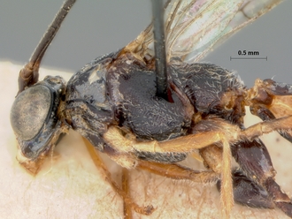 Apophua_hispida_holotype