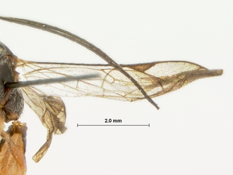 Apophua_hispida_HOLOTYPE