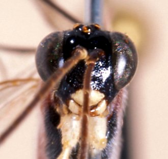 Atropha_leucostoma_HOLOTYPE