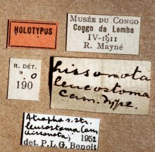 Atropha_leucostoma_labels
