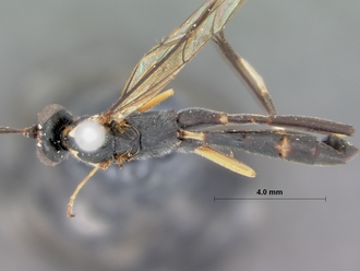 Atropha_luteipes_holotype