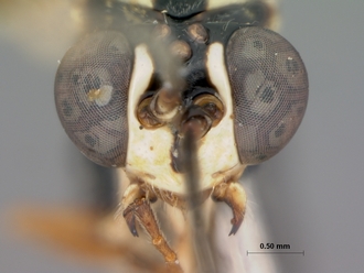 Atropha_luteipes_holotype