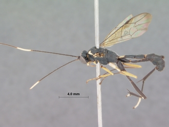 Atropha_luteipes_holotype