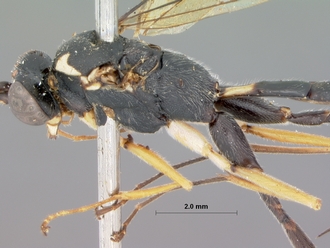 Atropha_luteipes_holotype