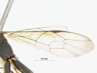 Atropha_luteipes_holotype