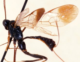 Atropha_luteoclypeata_HOLOTYPE