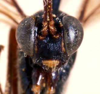Atropha_luteoclypeata_HOLOTYPE