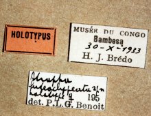 Atropha_luteoclypeata_labels