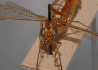 Atropha_quadriannulata_holotype
