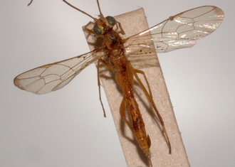 Atropha_quadriannulata_holotype