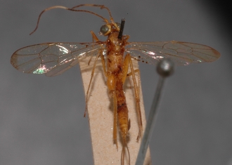 Atropha_quadriannulata_holotype