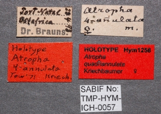 Atropha_quadriannulata_labels