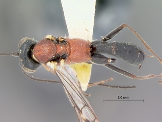 Cryptopimpla_rubithorax_holotype
