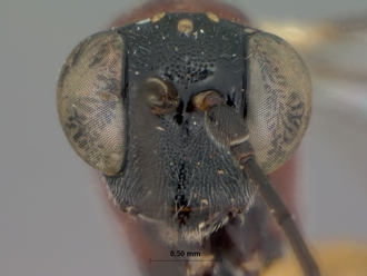 Cryptopimpla_rubithorax_holotype