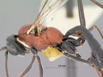 Cryptopimpla_rubithorax_holotype