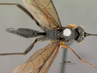 Exestastes_annulator_holotype