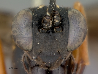 Exestastes_annulator_holotype