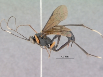 Exestastes_annulator_holotype