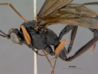 Exestastes_annulator_holotype