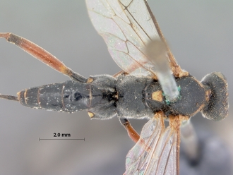Exestastes_personatus_HOLOTYPE