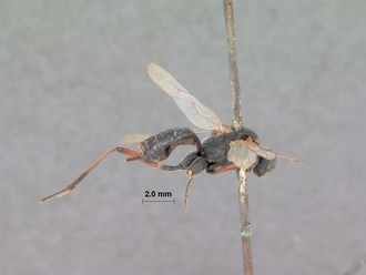 Exestastes_personatus_HOLOTYPE