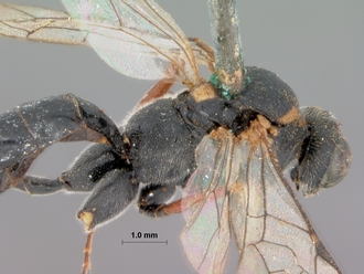 Exestastes_personatus_HOLOTYPE