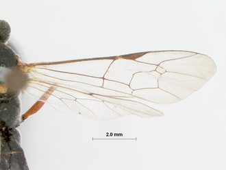 Exestastes_personatus_HOLOTYPE