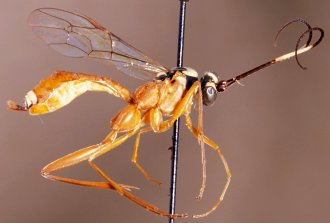Exetastes_madecassus_HOLOTYPE