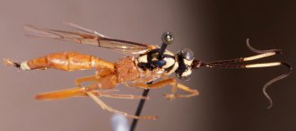 Exetastes_madecassus_HOLOTYPE