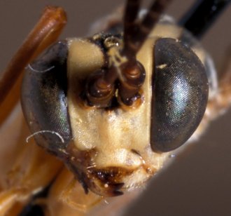 Exetastes_madecassus_HOLOTYPE