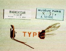 Exetastes_madecassus_labels
