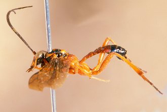 Exetastes_violaceipennis_HOLOTYPE