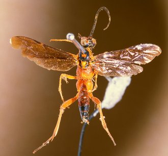 Exetastes_violaceipennis_HOLOTYPE