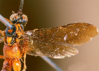 Exetastes_violaceipennis_HOLOTYPE
