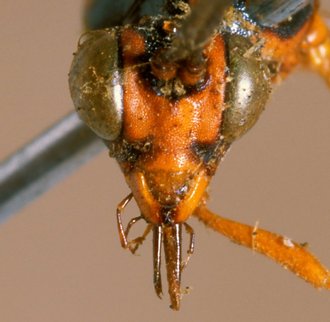 Exetastes_violaceipennis_HOLOTYPE