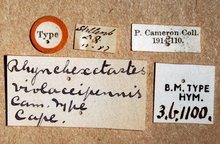 Exetastes_violaceipennis_labels