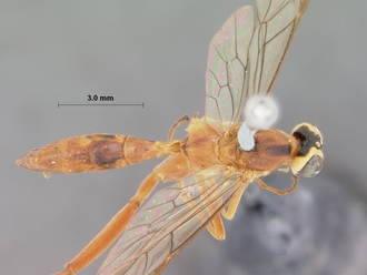 Exetastes_discretus_holotype
