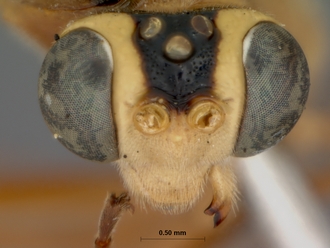 Exetastes_discretus_holotype